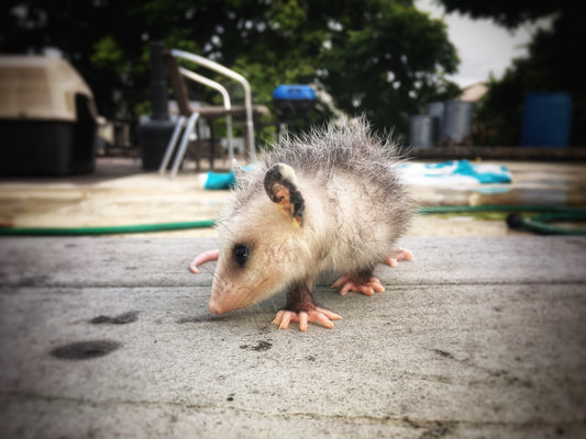 Every Creature Matters